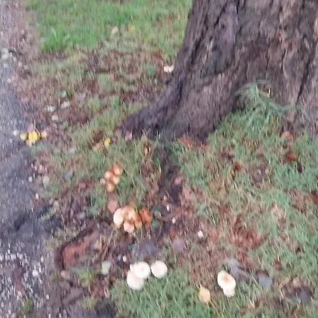 La Corte Dei Celti La Fonte 1 * San Benedetto Del Querceto