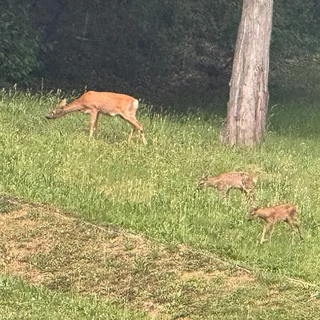 La Corte Dei Celti 5 Апартаменты *