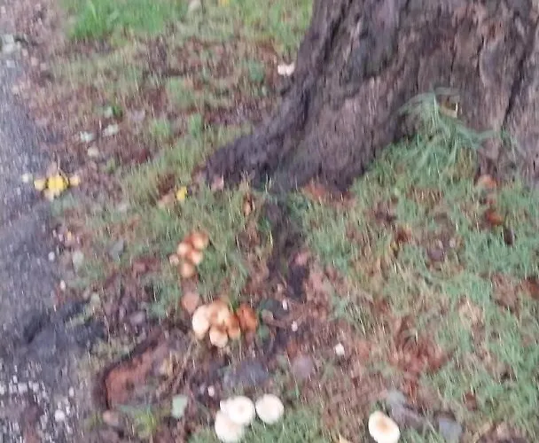 La Corte Dei Celti 5 * San Benedetto Del Querceto