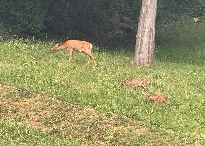 La Corte Dei Celti 5 Appartement *